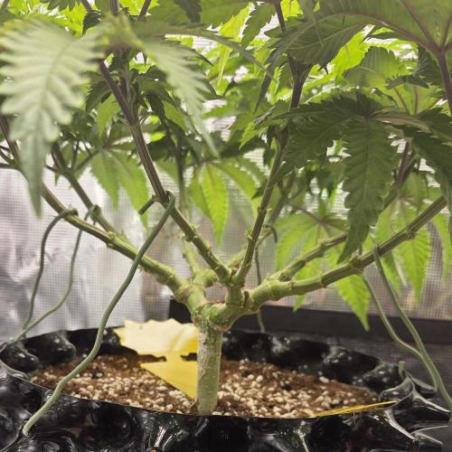 Glitter Gas/Peyote Zkittlez. Week 10