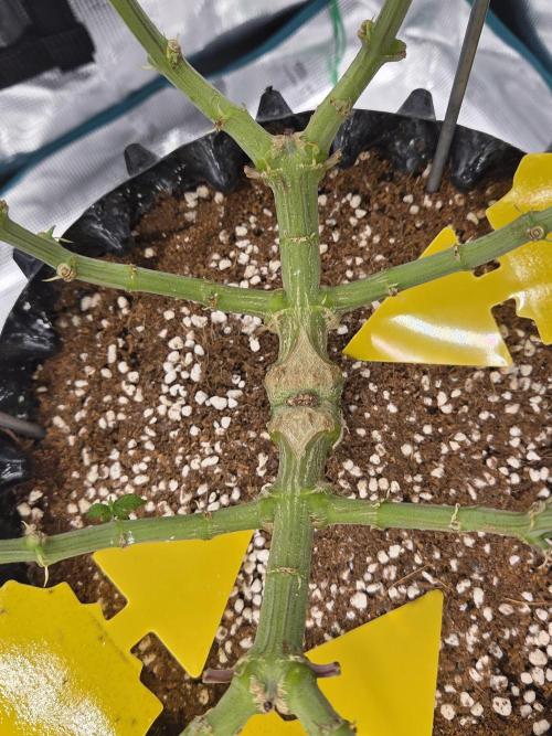 Glitter Gas/Peyote Zkittlez. Week 10