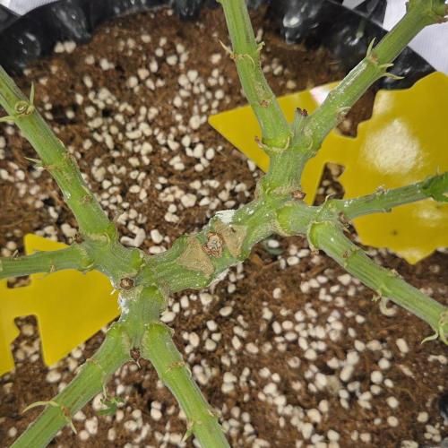 Glitter Gas/Peyote Zkittlez. Week 10