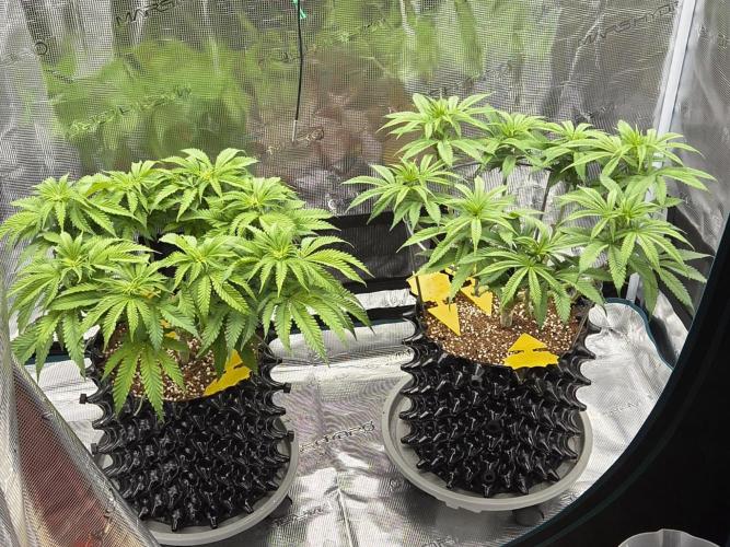 Glitter Gas/Peyote Zkittlez. Week 10