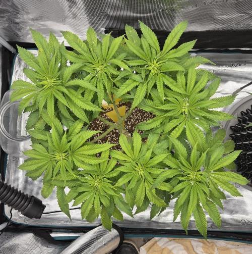 Glitter Gas/Peyote Zkittlez. Week 10