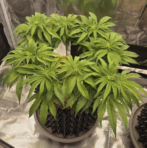 Glitter Gas/Peyote Zkittlez. Week 10