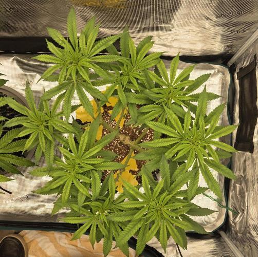 Glitter Gas/Peyote Zkittlez. Week 10