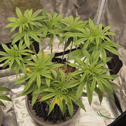 Glitter Gas/Peyote Zkittlez. Week 10