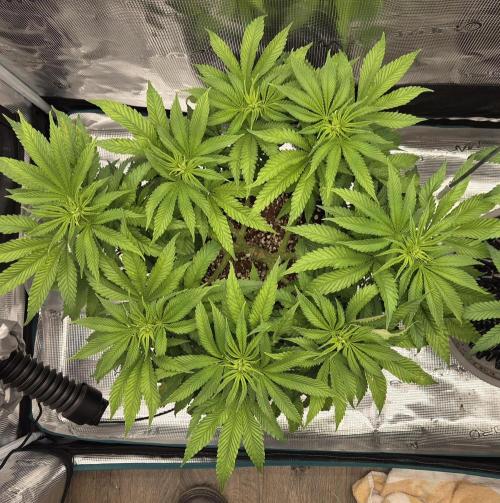 Glitter Gas/Peyote Zkittlez. Week 10