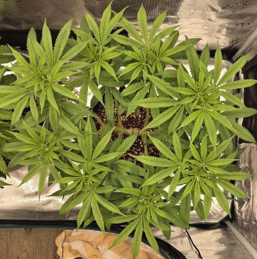 Glitter Gas/Peyote Zkittlez. Week 10