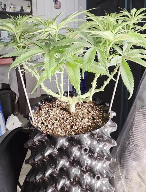 Glitter Gas/Peyote Zkittlez