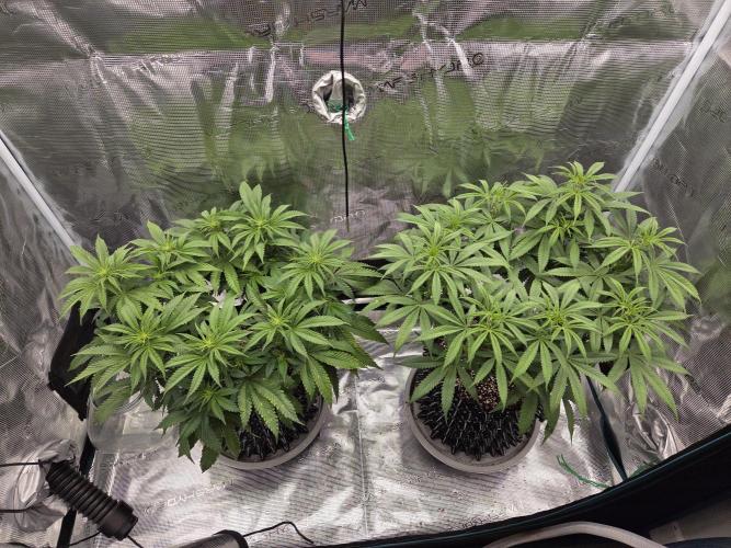 Glitter Gas/Peyote Zkittlez. Week 11