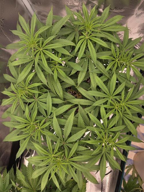 Glitter Gas/Peyote Zkittlez. Week 11