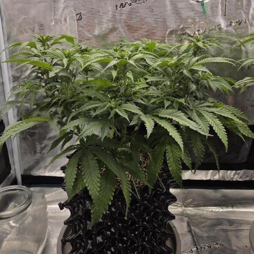 Glitter Gas/Peyote Zkittlez. Week 11