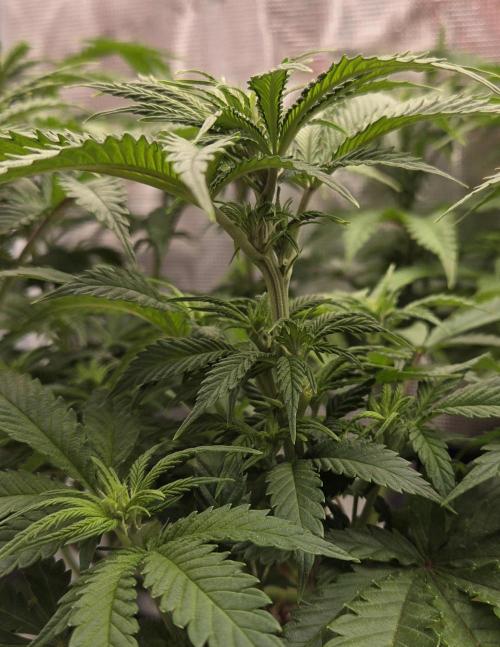 Glitter Gas/Peyote Zkittlez. Week 11