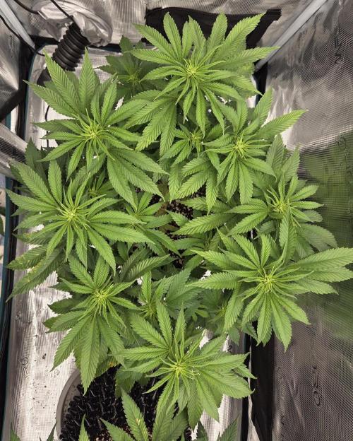 Glitter Gas/Peyote Zkittlez. Week 11