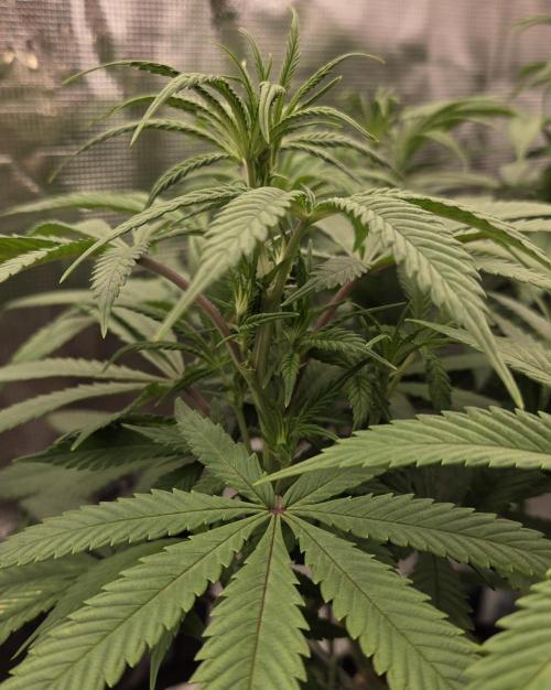 Glitter Gas/Peyote Zkittlez. Week 11