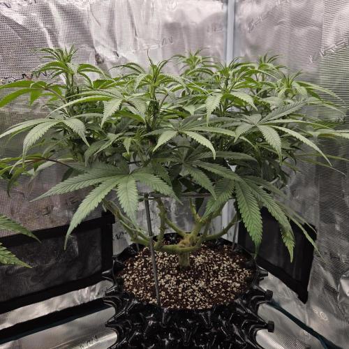 Glitter Gas/Peyote Zkittlez. Week 11