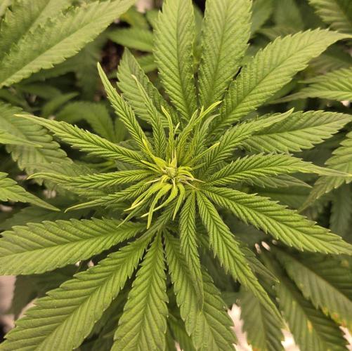 Glitter Gas/Peyote Zkittlez. Week 11