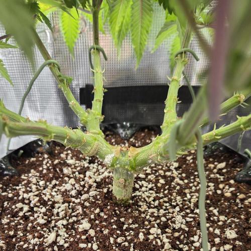 Glitter Gas/Peyote Zkittlez. Week 11