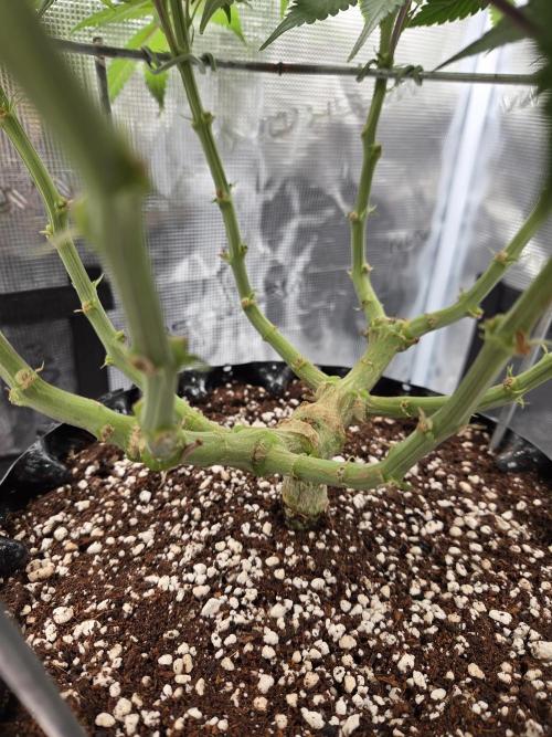 Glitter Gas/Peyote Zkittlez. Week 11