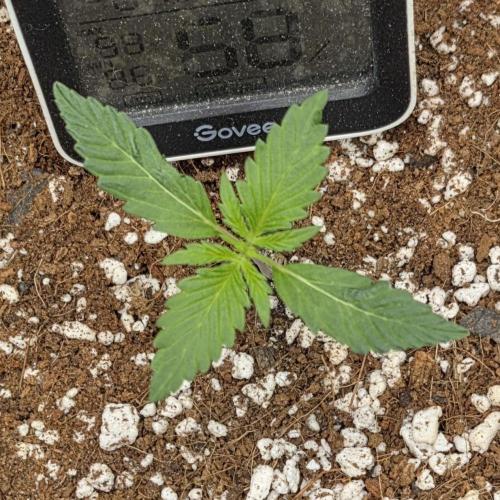 Pink Apple Soda Auto. Week 1