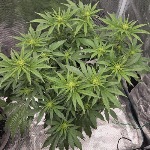 Glitter Gas/Peyote Zkittlez. Week 12