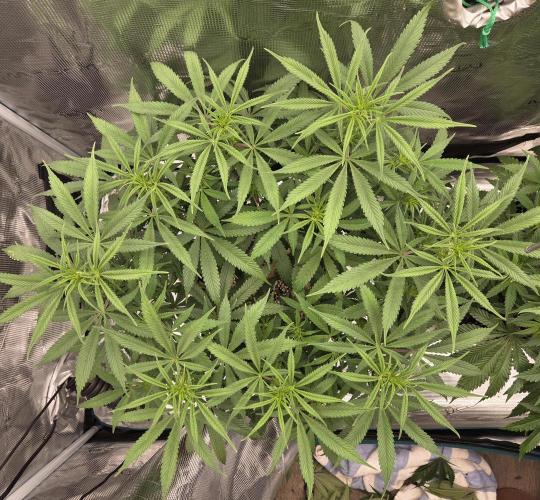 Glitter Gas/Peyote Zkittlez. Week 12