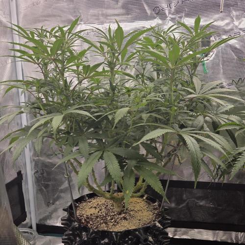 Glitter Gas/Peyote Zkittlez. Week 12