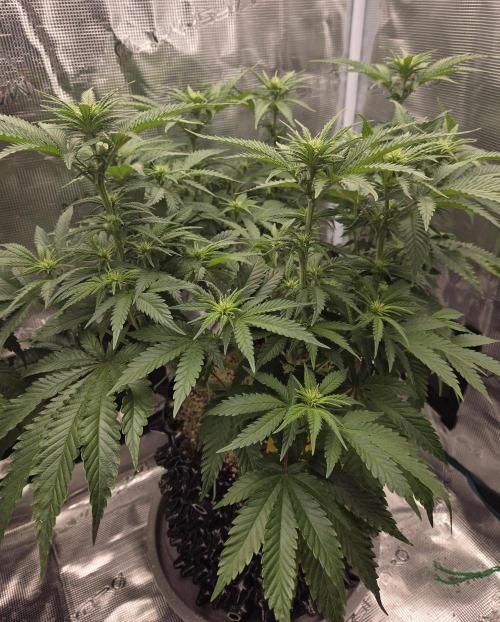 Glitter Gas/Peyote Zkittlez. Week 12