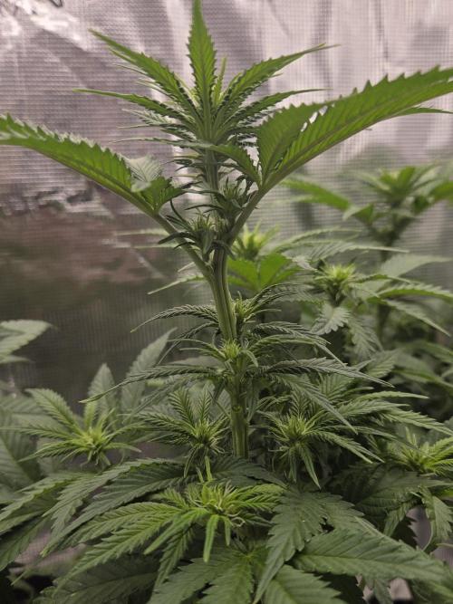 Glitter Gas/Peyote Zkittlez. Week 12