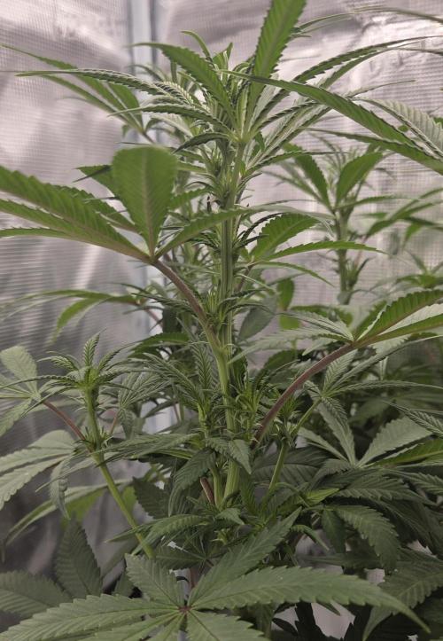 Glitter Gas/Peyote Zkittlez. Week 12