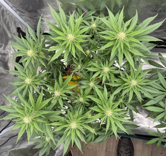 Glitter Gas/Peyote Zkittlez. Week 13