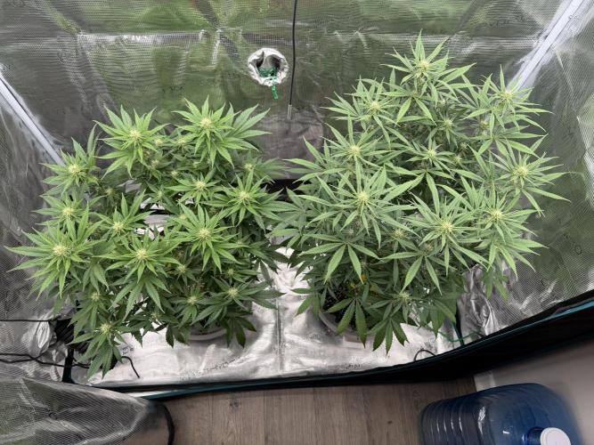 Glitter Gas/Peyote Zkittlez. Week 13