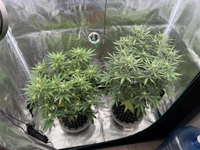 Glitter Gas/Peyote Zkittlez. Week 13