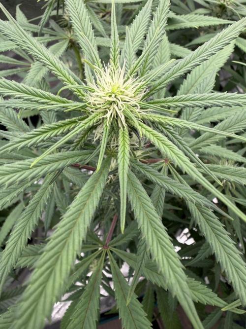 Glitter Gas/Peyote Zkittlez. Week 13