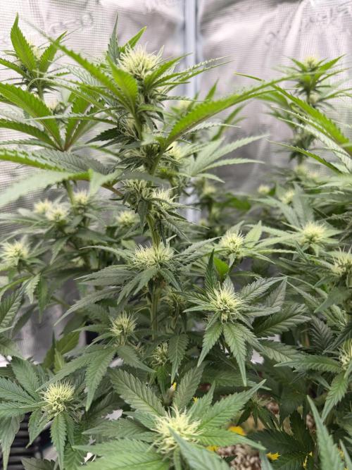 Glitter Gas/Peyote Zkittlez. Week 13