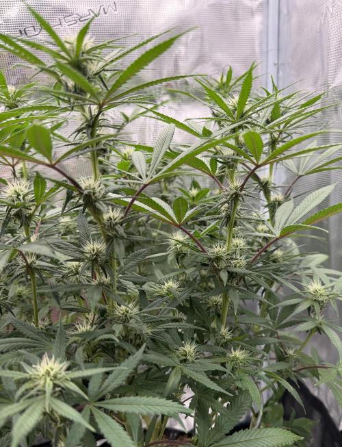 Glitter Gas/Peyote Zkittlez. Week 13