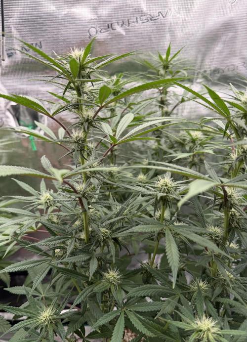 Glitter Gas/Peyote Zkittlez. Week 13