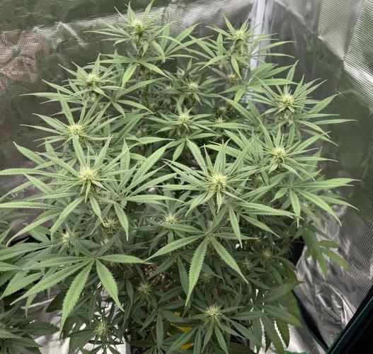 Glitter Gas/Peyote Zkittlez. Week 13