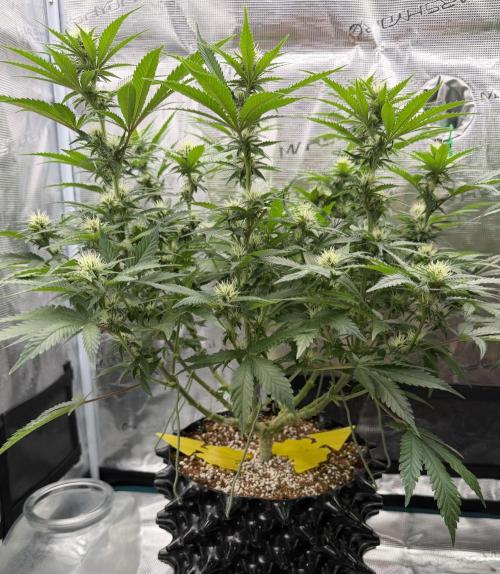 Glitter Gas/Peyote Zkittlez. Week 13