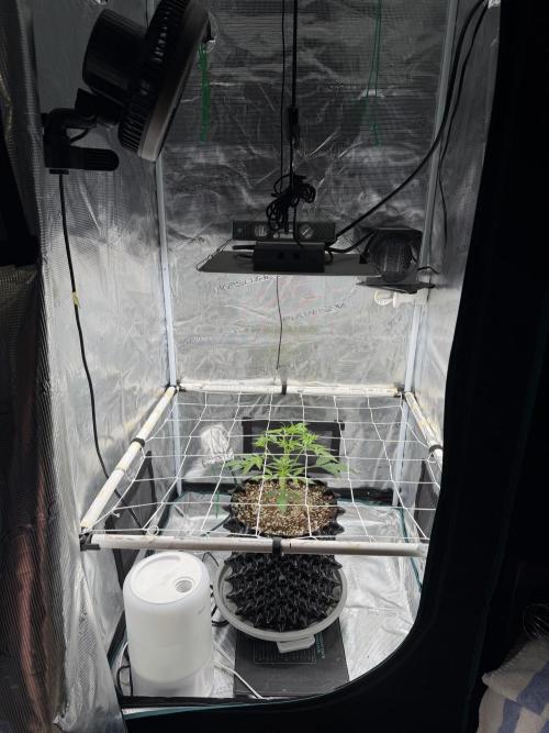 Pink Apple Soda Auto. Week 3