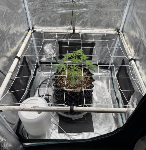 Pink Apple Soda Auto. Week 3