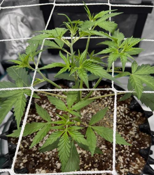 Pink Apple Soda Auto. Week 3