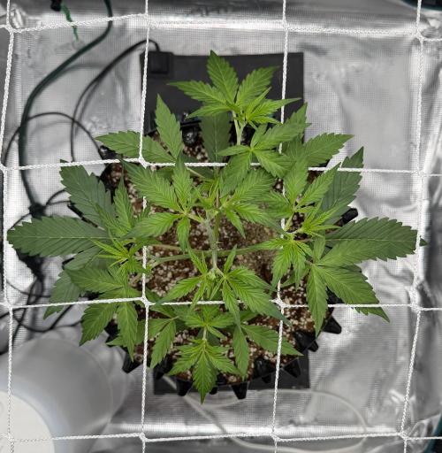 Pink Apple Soda Auto. Week 3