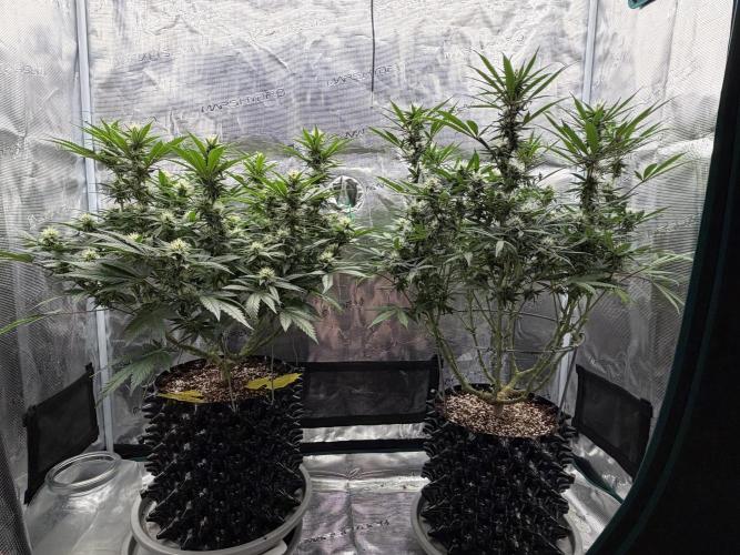 Glitter Gas/Peyote Zkittlez. Week 14