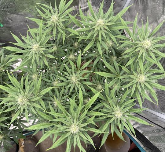 Glitter Gas/Peyote Zkittlez. Week 14