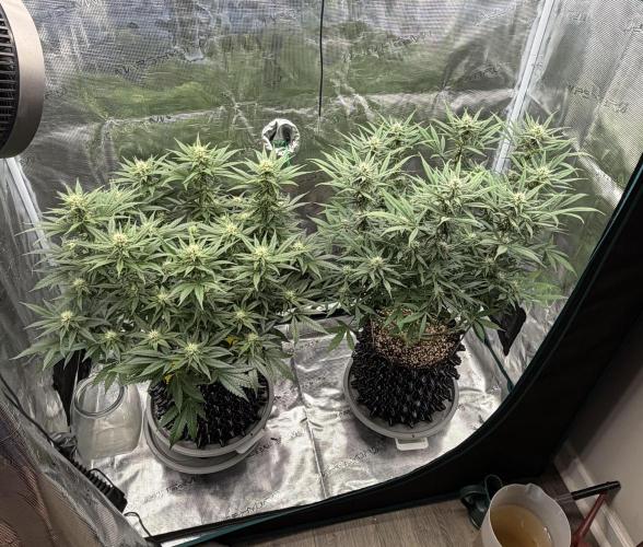 Glitter Gas/Peyote Zkittlez. Week 14