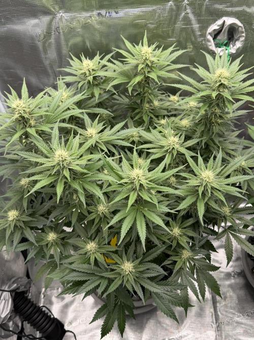 Glitter Gas/Peyote Zkittlez. Week 14