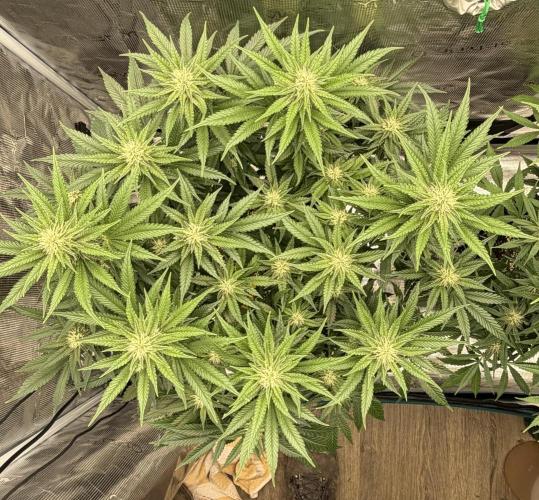 Glitter Gas/Peyote Zkittlez. Week 14