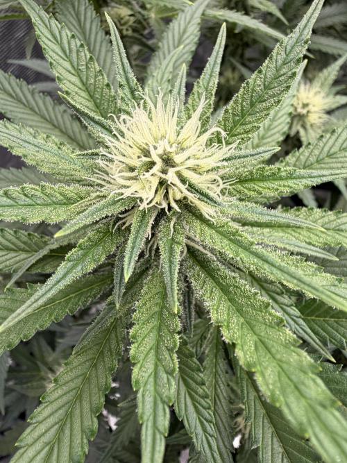 Glitter Gas/Peyote Zkittlez. Week 14