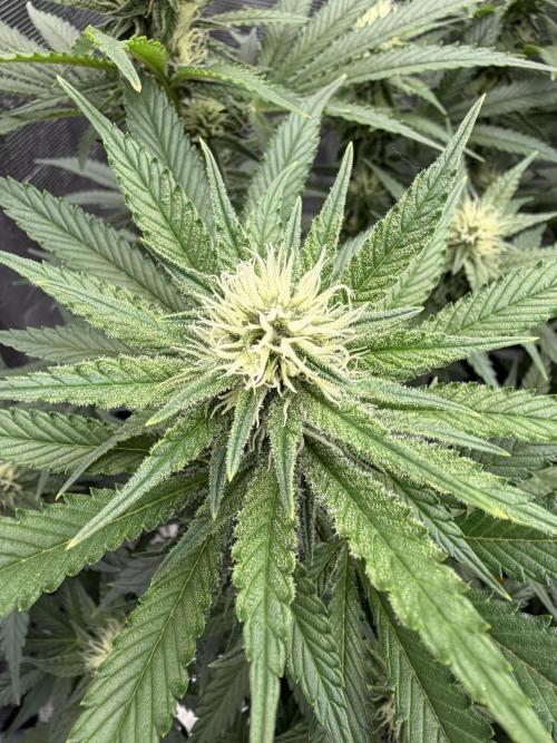 Glitter Gas/Peyote Zkittlez. Week 14