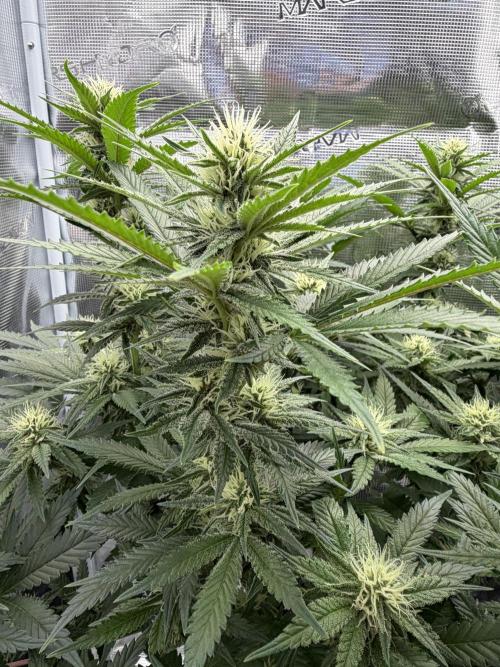 Glitter Gas/Peyote Zkittlez. Week 14