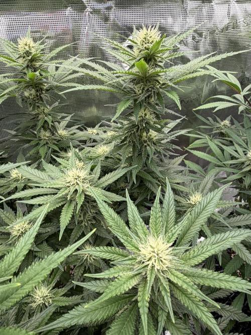 Glitter Gas/Peyote Zkittlez. Week 14